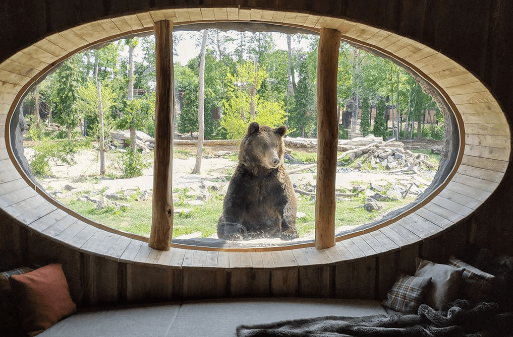 1. Stay Overnight in the Best Zoo in Europe